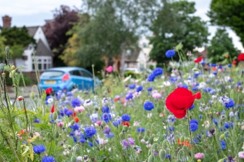Auditors raise doubts over biodiversity enforcement  image