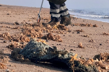 Council clears tonnes of ‘nurdles’ after North Sea crash image