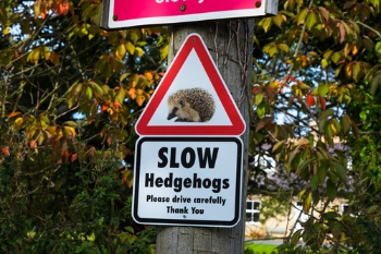 Road sign rules changed to protect hedgehogs  image